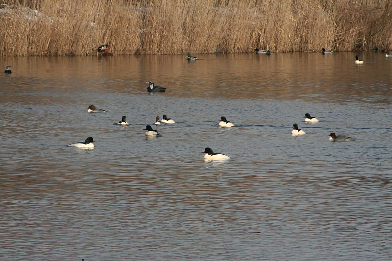 Killikus&reg; Fotographie